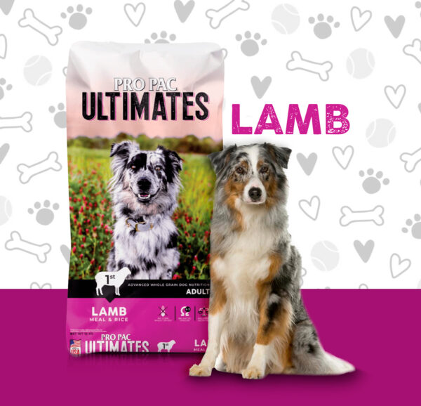 lamb