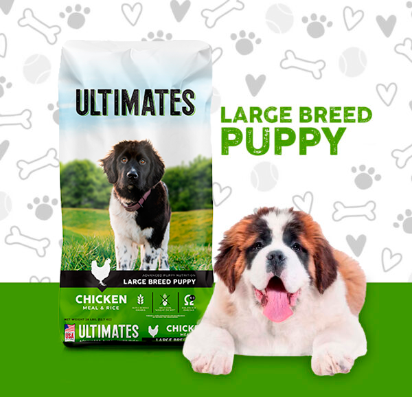 large-bread-puppy-e1747194731895